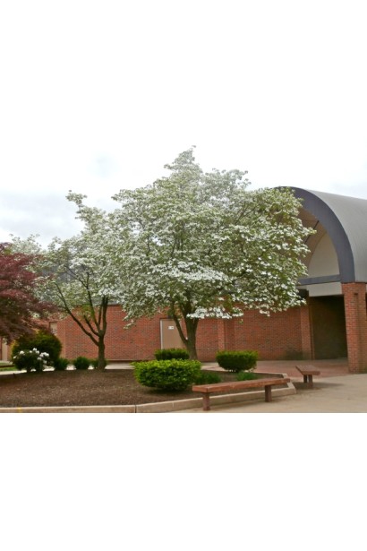 Дерен цветущий в цветении.